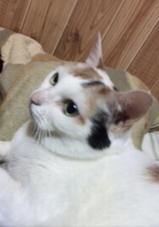 アップ