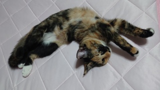 �Ђ˂�